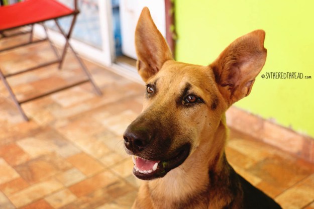 rapa-nui_dog-for-a-day