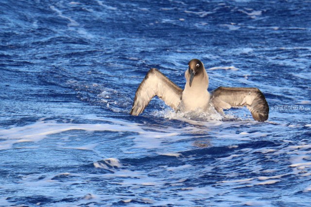 passage-to-gambiers_lmsa-clumsy