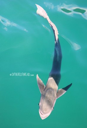 gambiers_fido-the-sharksucker