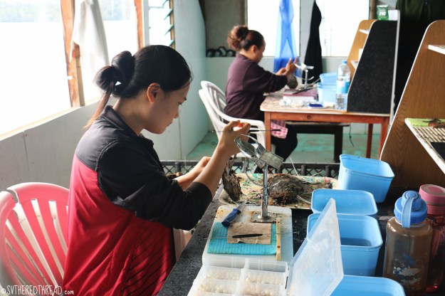 gambiers_maroi-pearl-farm_grafters