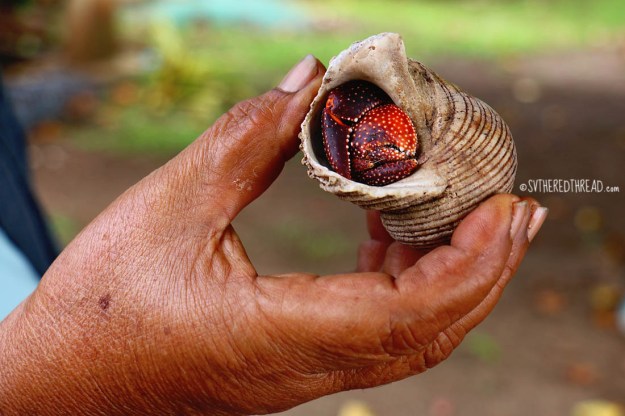 gambiers_toopas-hermits