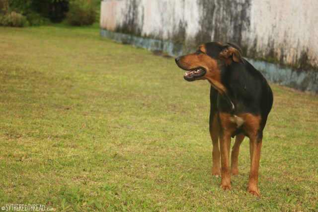 taravai-gambiers_pooch-w-the-phantom-pregnancy