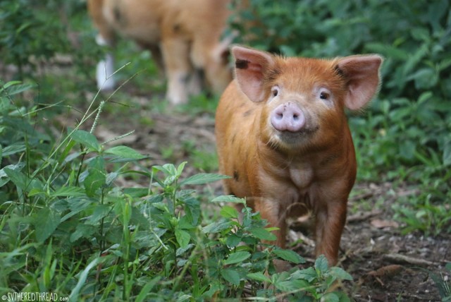 raivavae_cutest-piglet-on-earth