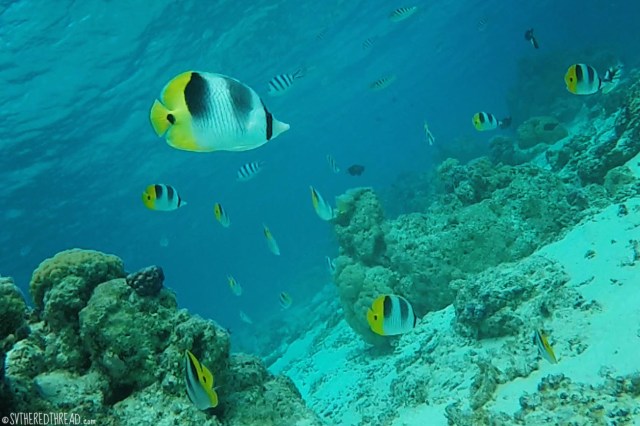 #bora bora_snorkel off hotel sofitel