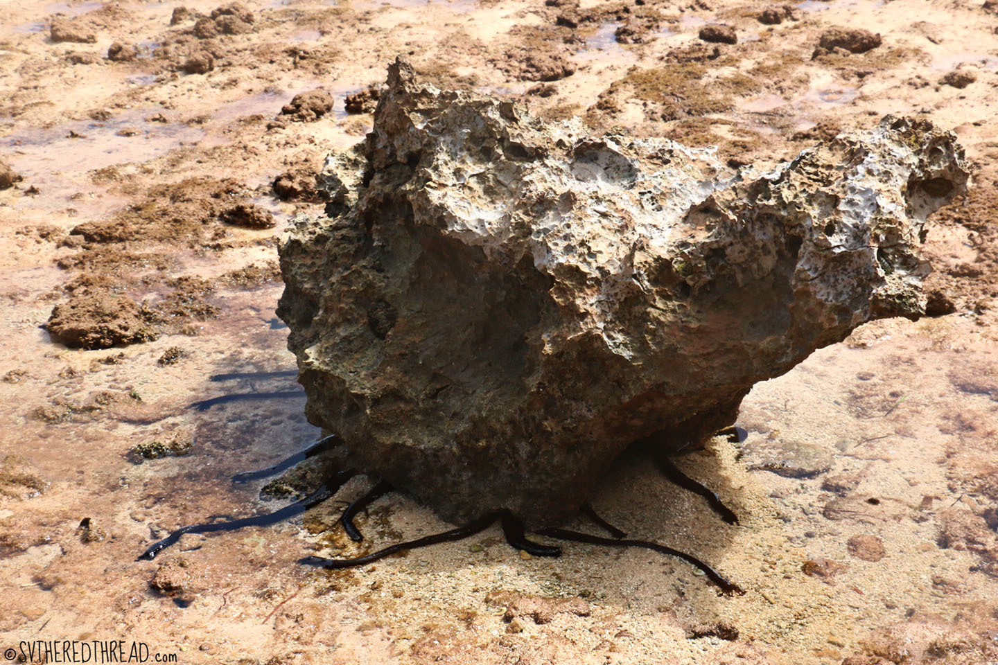 #Kenutu_Brittle seastar