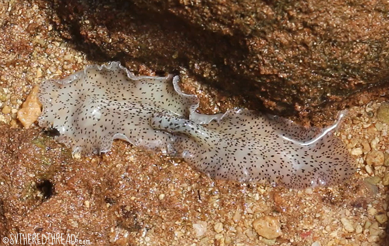#Kenutu_Mysterious flatworm